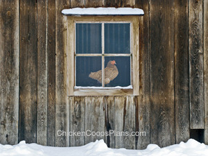 hen-in-window