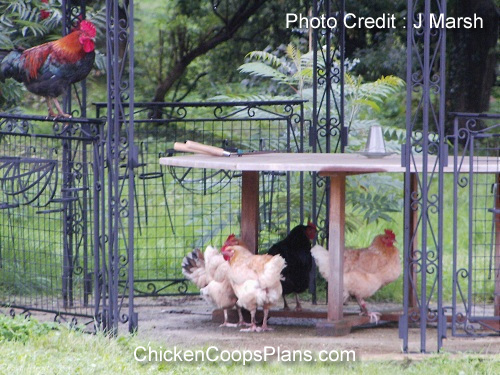 shelteringchickens